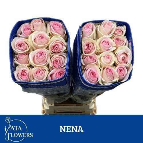 Rosa 70cm