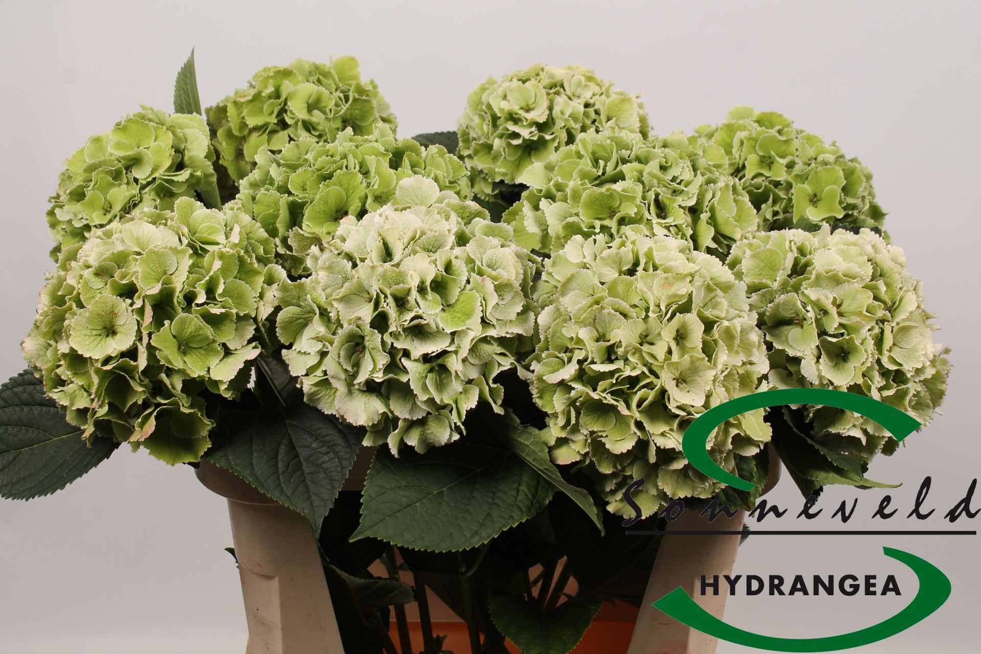 Hydrangea Lollypop Clas 70cm 20Ø