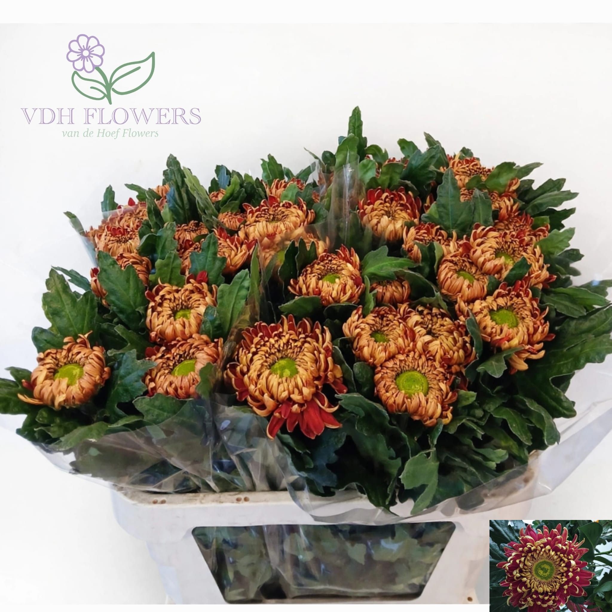 Chrys Single Hanenburg 70cm 90gram