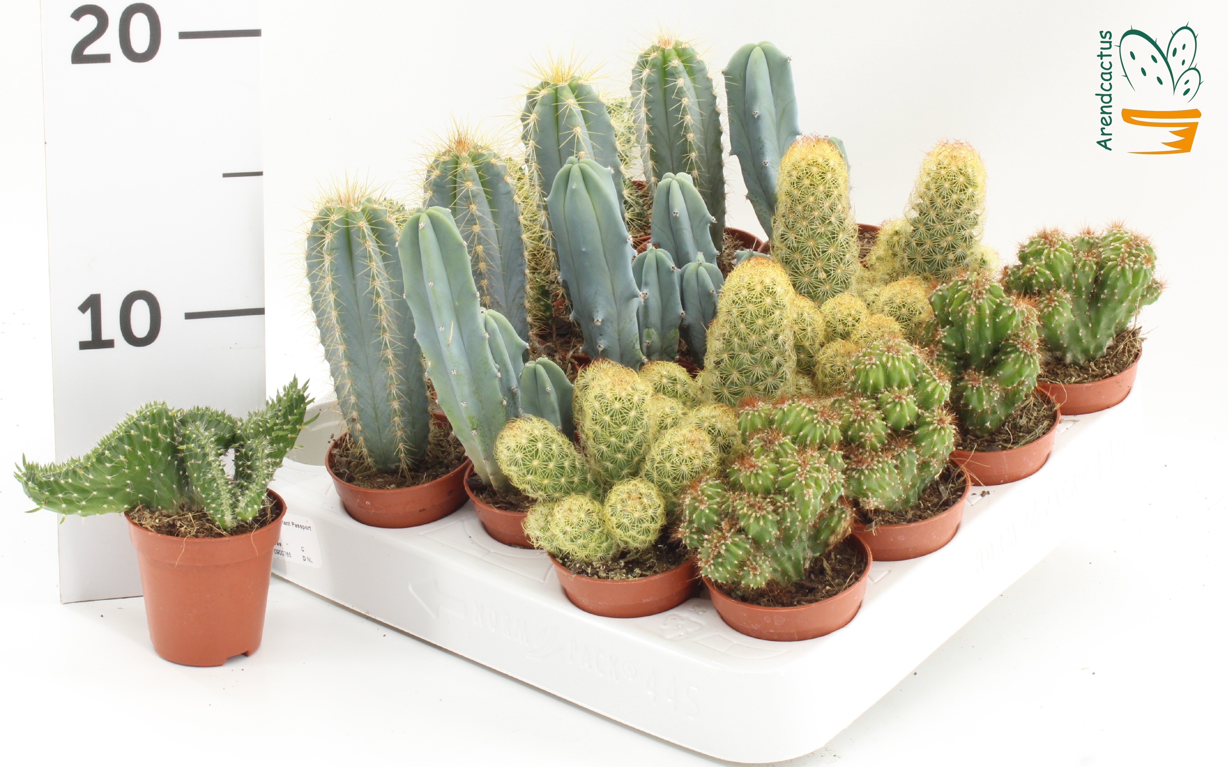 Cactus Gemengd 505Ø 10cm