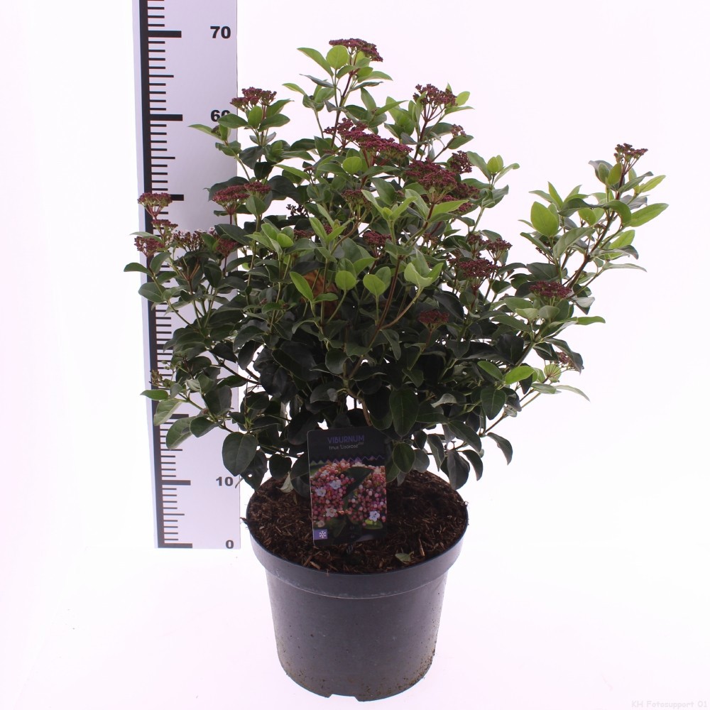 Picture of Viburnum tinus 'Lisarose'
