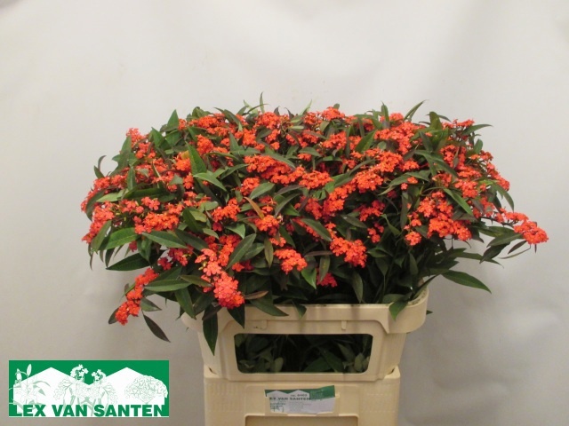 Euphorbia Spray Marielle 80cm