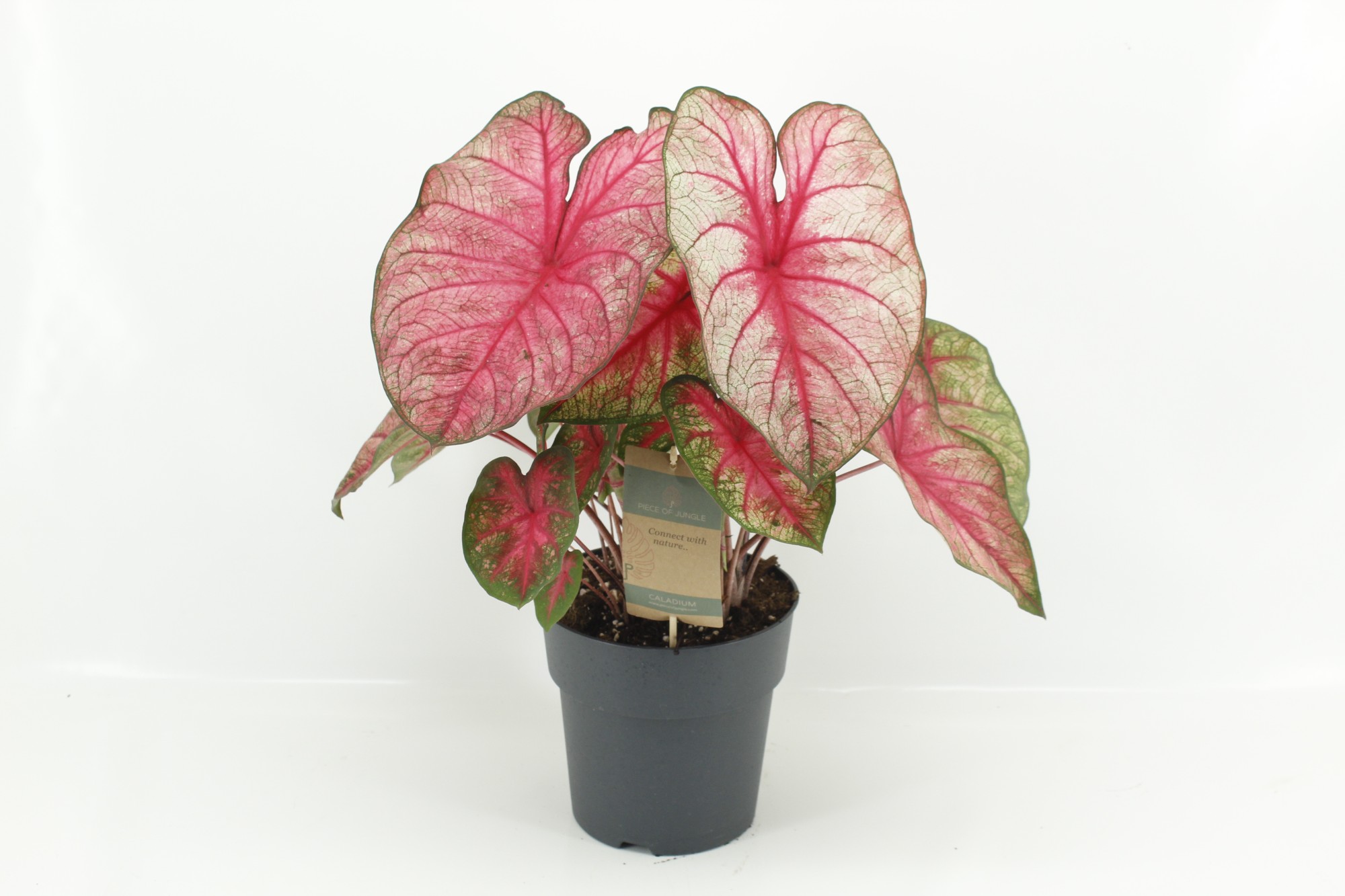 Picture of Caladium Party Punch XL P21 60CM