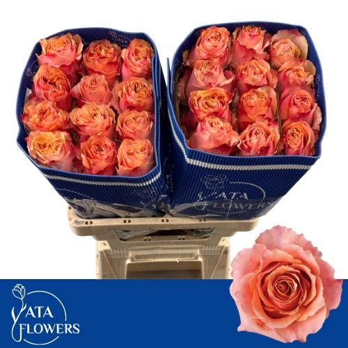 Rosa Carpe Diem+ 60cm