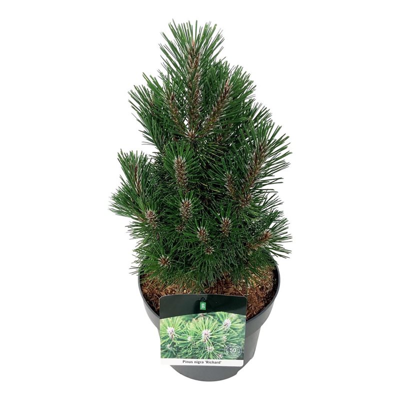 Picture of Pinus nigra 'Richard'