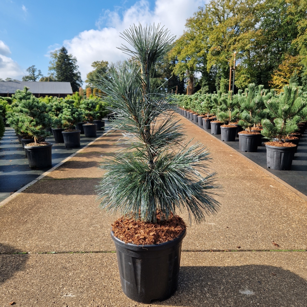 Picture of Pinus flexilis Van de Wolfs Pyramid C11 40/60 (LOOSE)