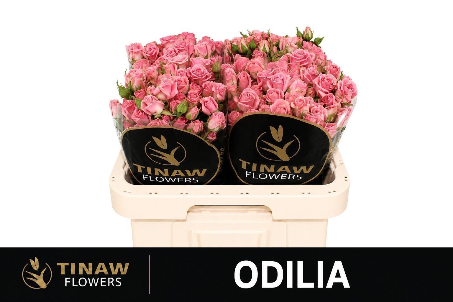 Rosa Spr Odilia 70cm