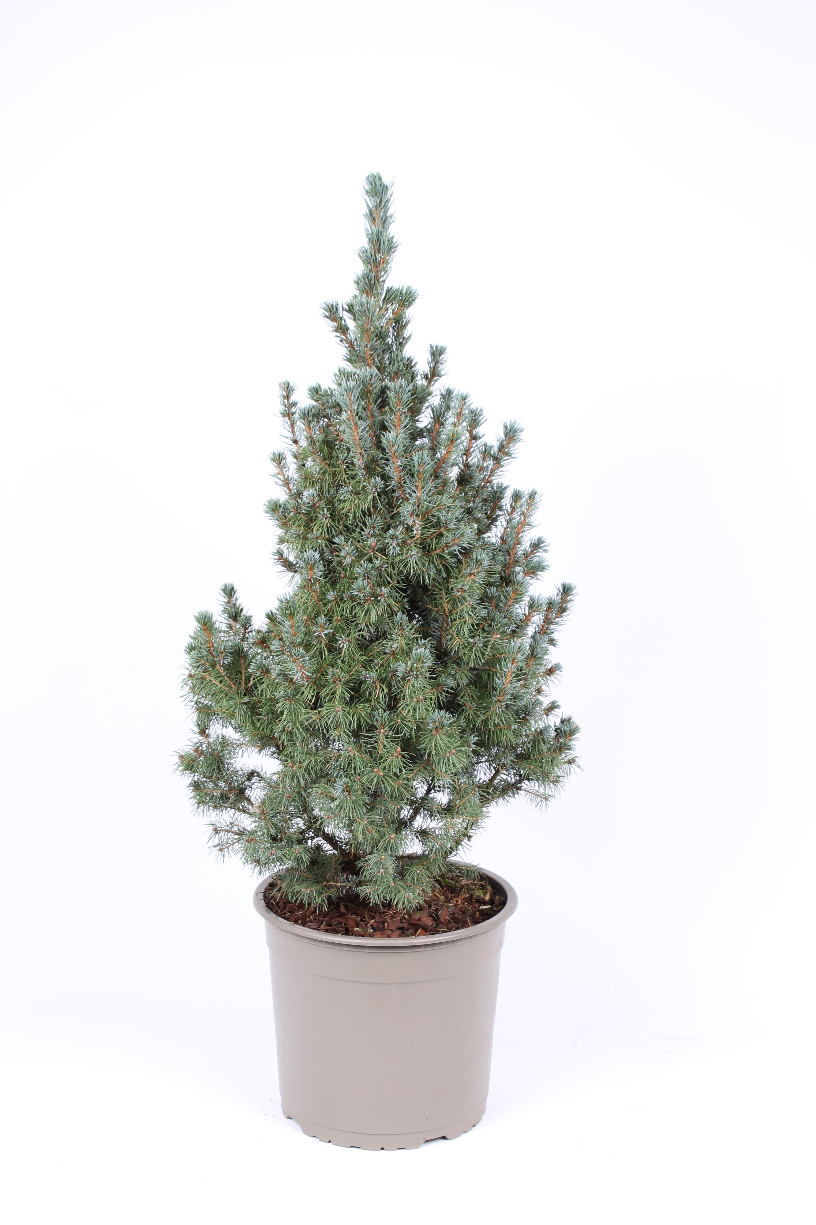 Picture of Picea glauca Sanders Blue P23 (5 Ltr) (LOOSE)