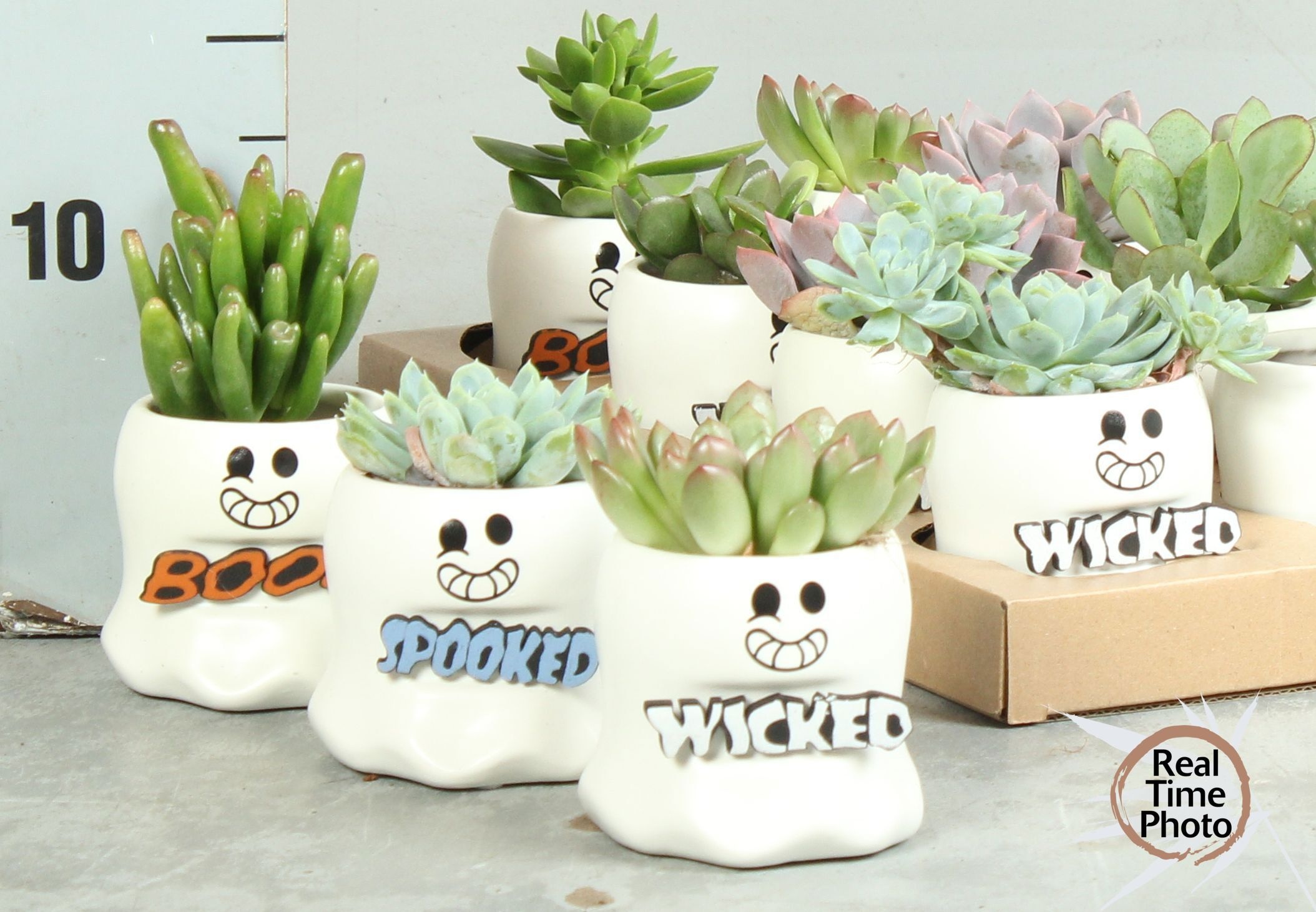 Arr Succulenten 12P 20cm