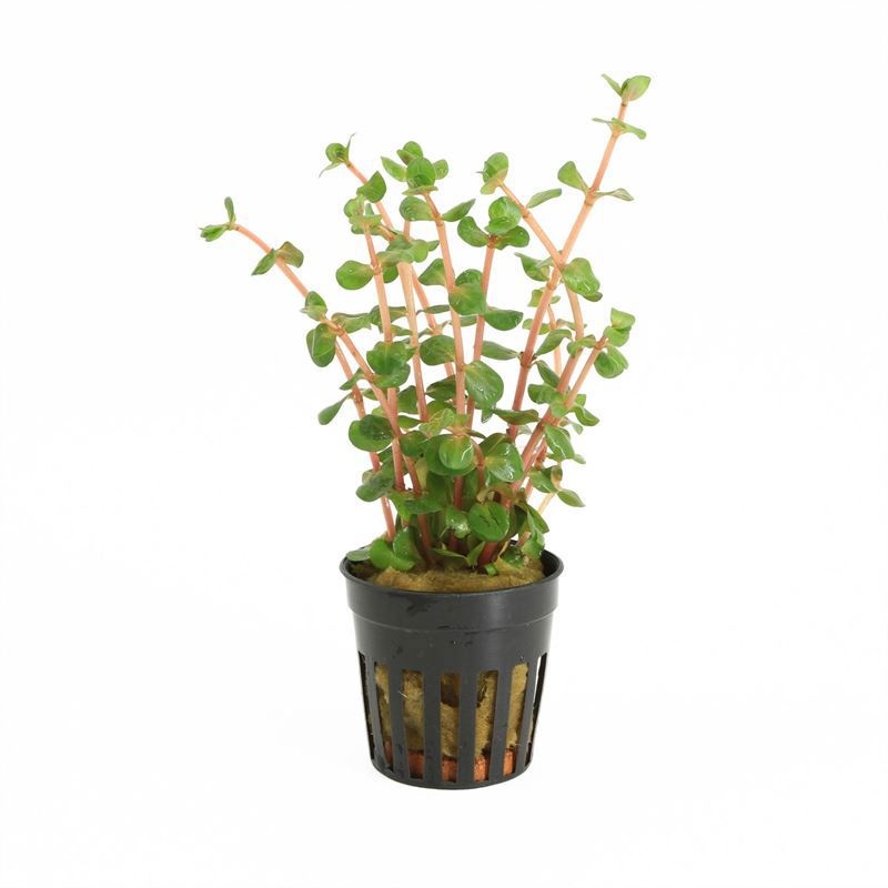 Rotala orange juice