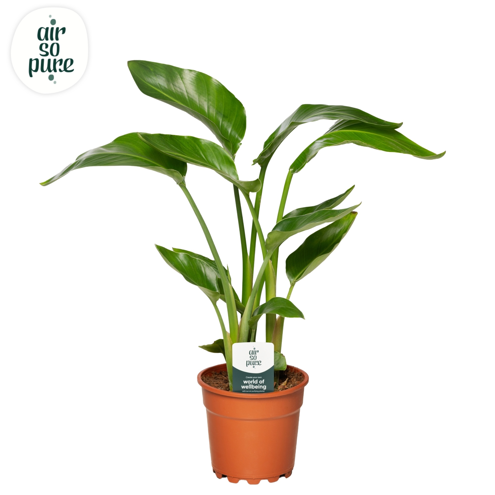 Strelitzia Nicolai Air So Pure