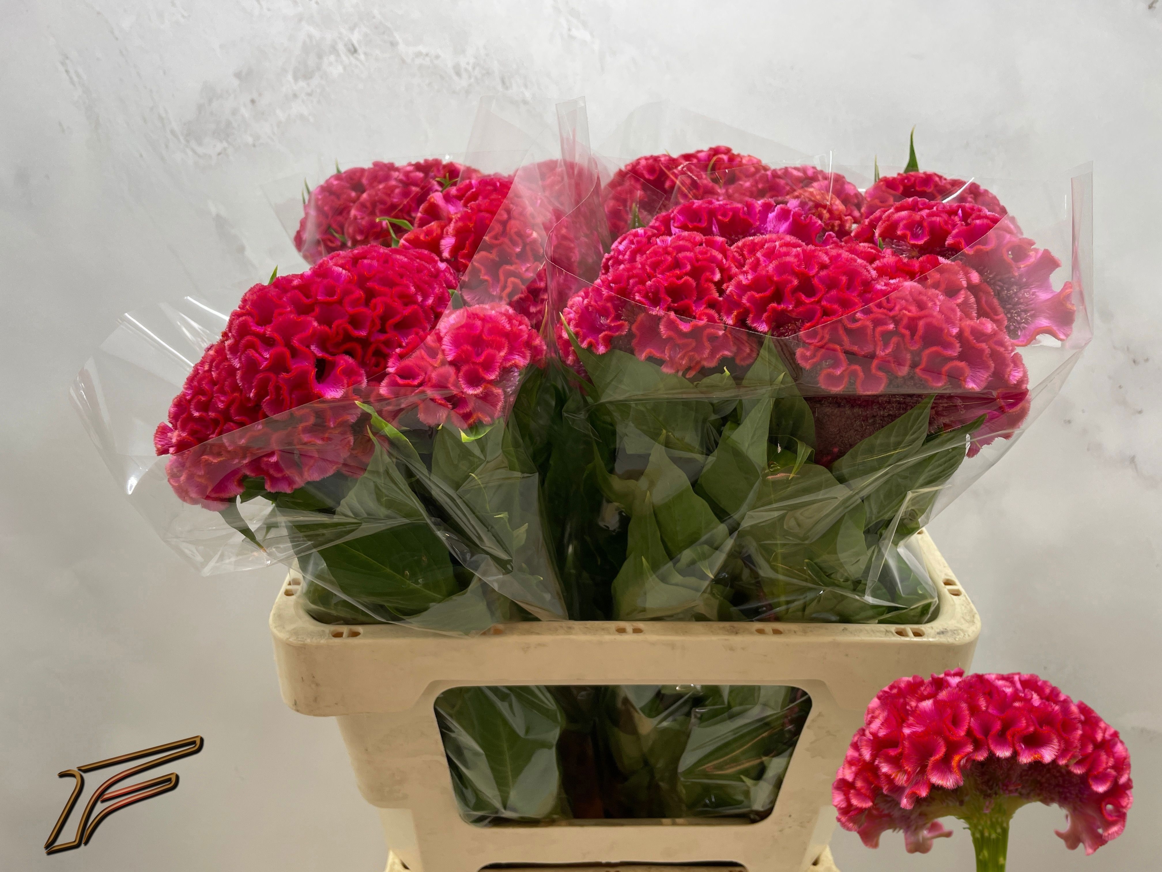 Celosia Act Coral Diamond 50cm