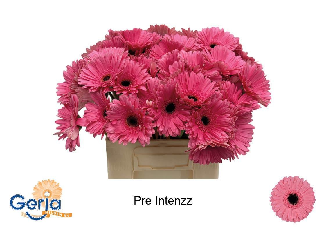 Gerbera Pre-intenzz