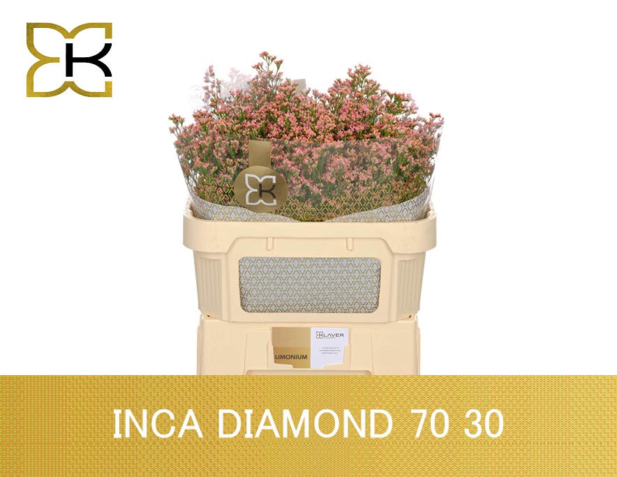 Limonium Sin Inca Diamond 70cm 30gram
