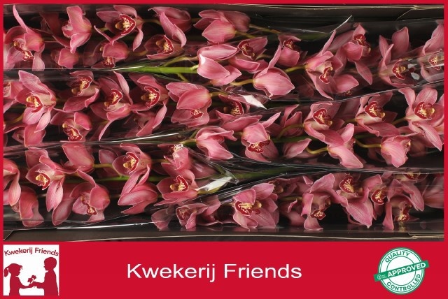 Cymbidium Pin-up 12/15bl