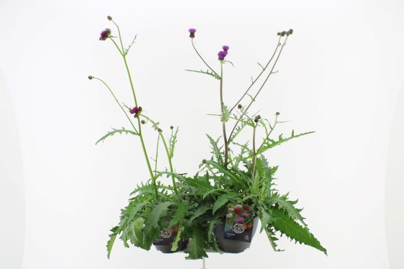 Cirsium rivulare Mix
