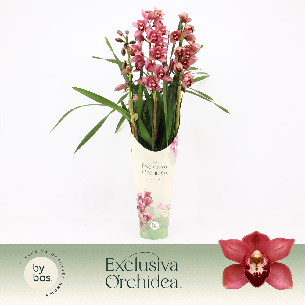 Picture of Cymbidium hybrid Jolly Red 3-Spikes Exclusiva Orchidea Potcover P14 70CM