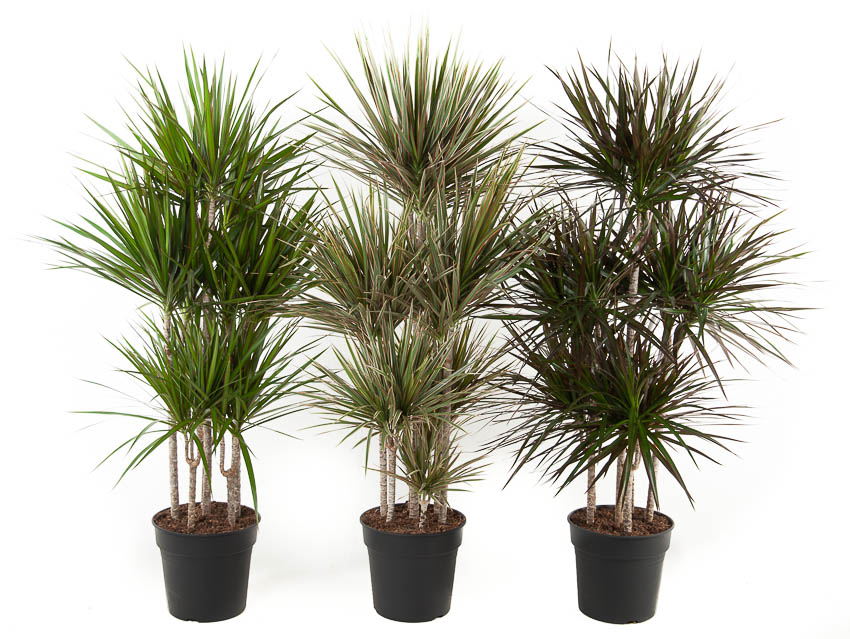 Picture of Dracaena 90-carrousel in varieties (MIXDR90CAR31) P31 150CM