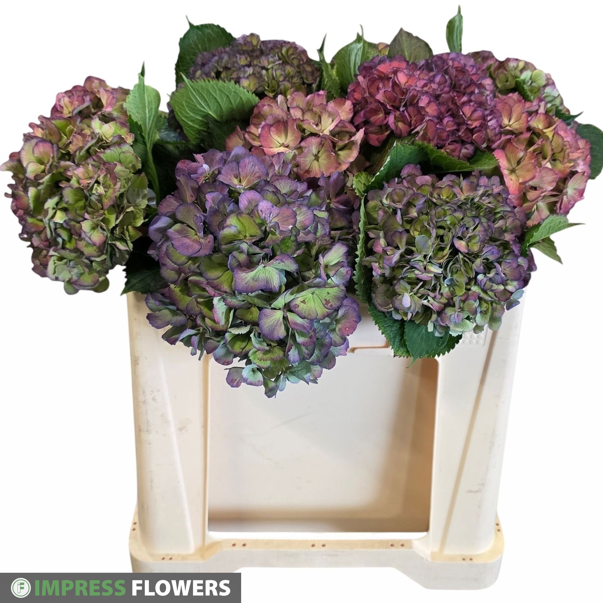 Hydrangea Elbtal Classic Pink 50cm 16Ø