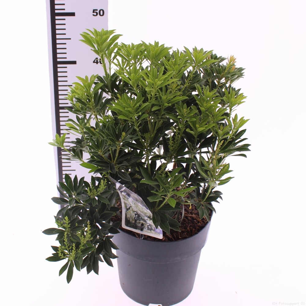 Picture of Pieris jap. Debutante