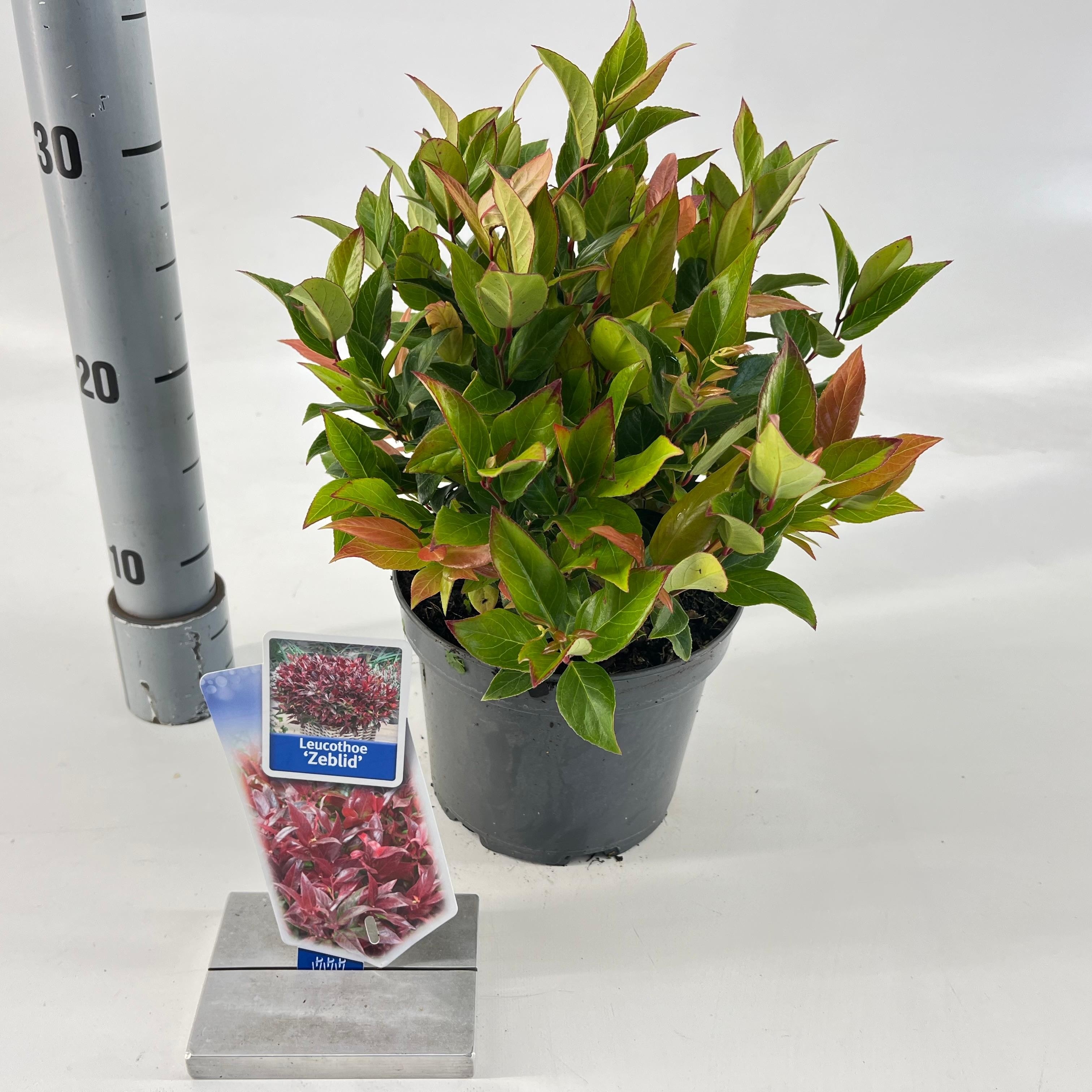 Picture of Leucothoe 'Zeblid'