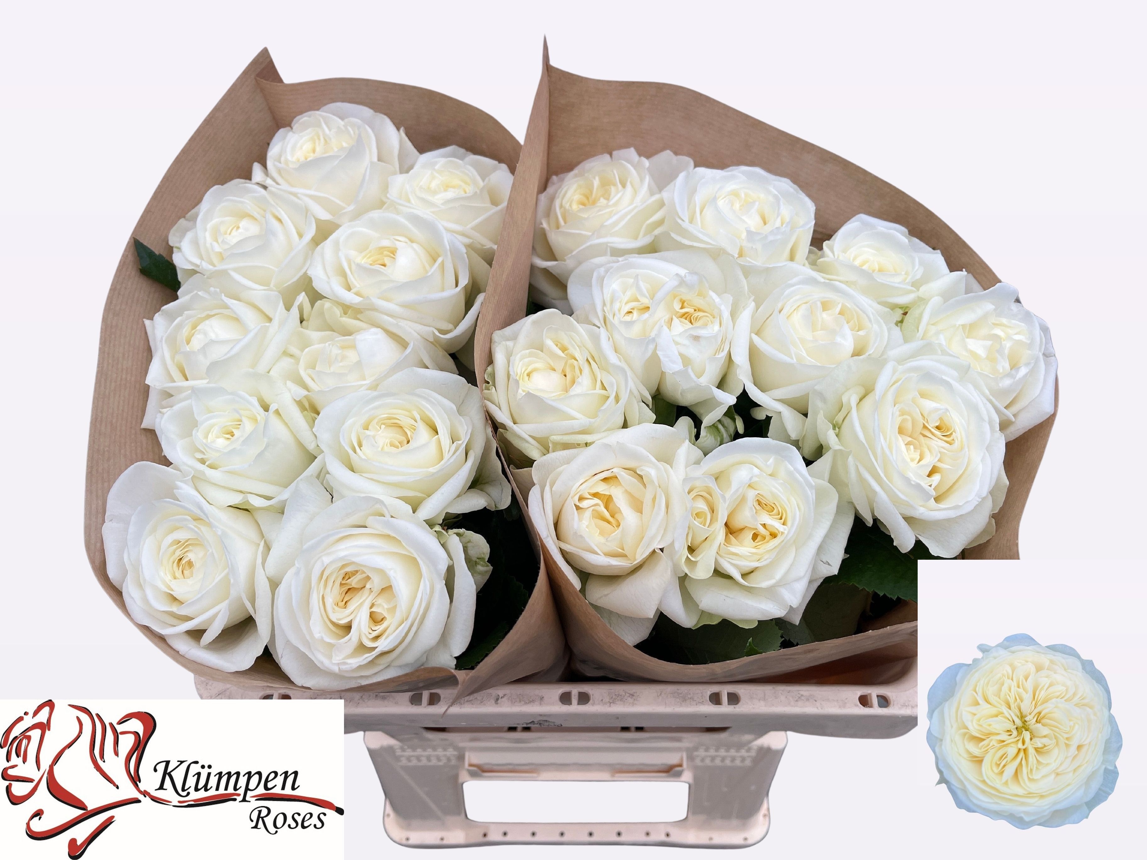 R Gr Chic White!