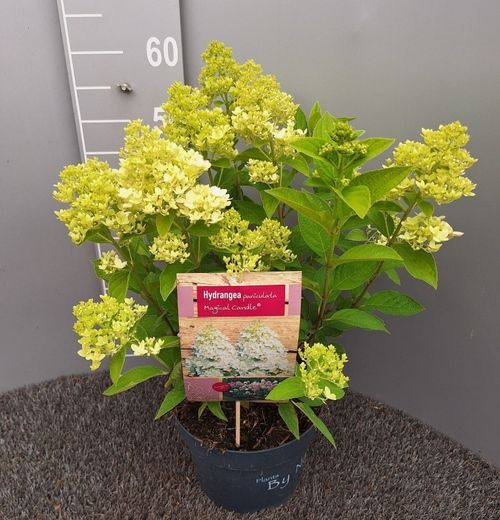 Hydrangea paniculata Magical Candle p23 Kolst