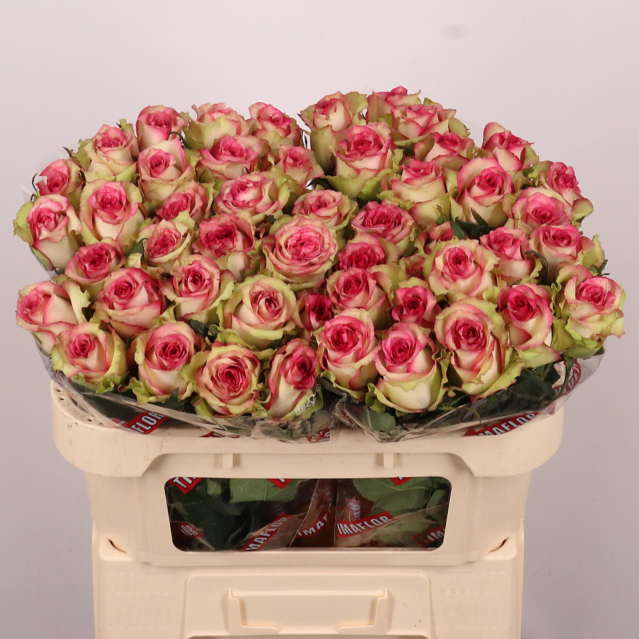 Rosa Monique 70cm