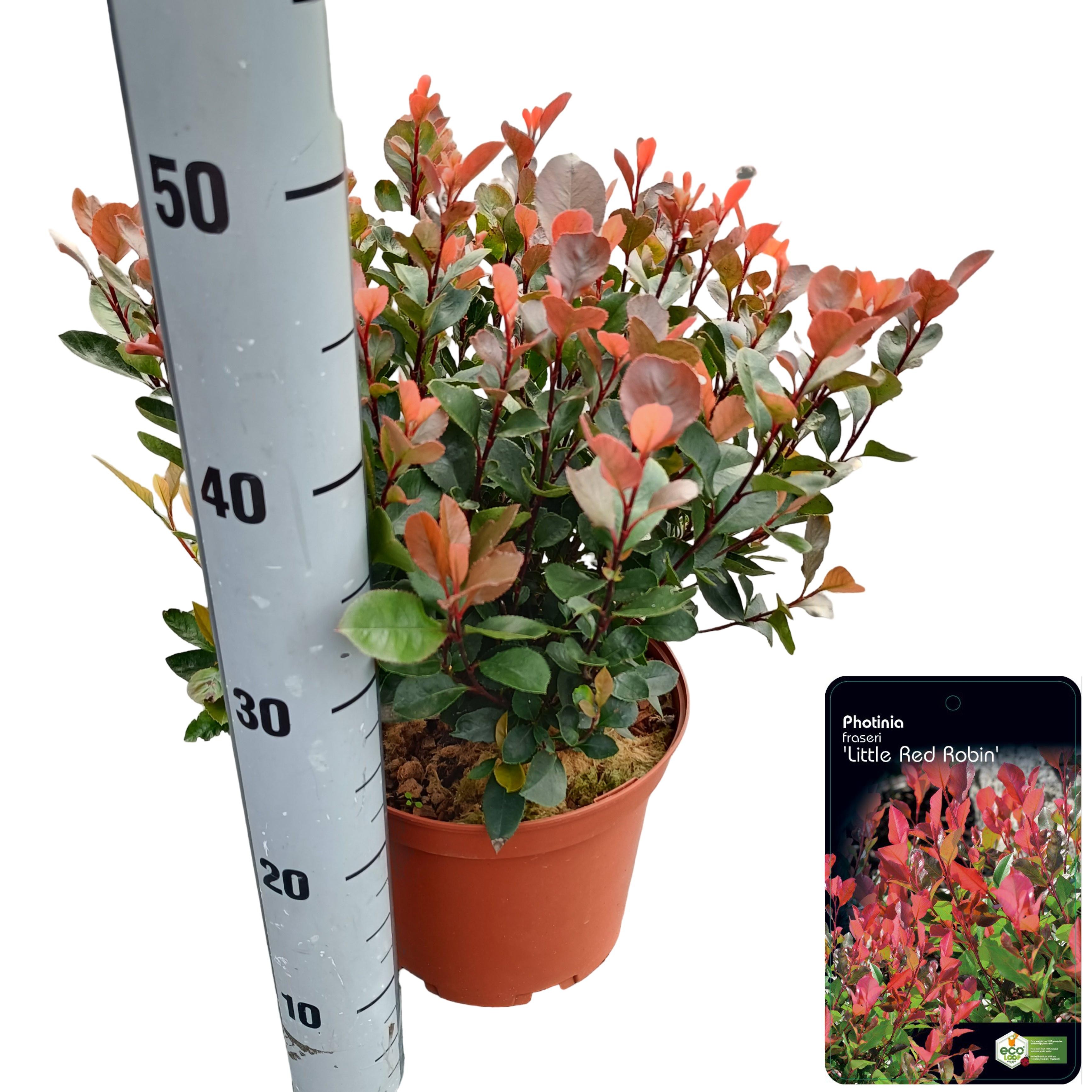 Picture of Photinia fraseri 'Little Red Robin' C5