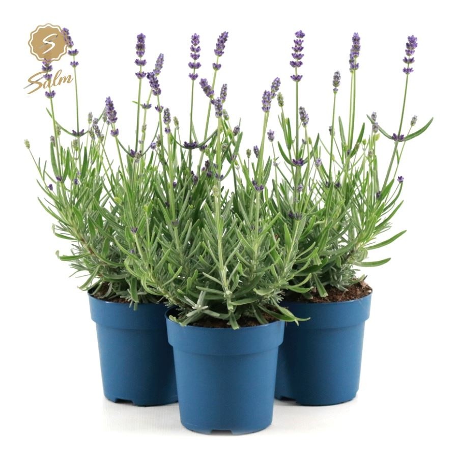 Picture of Lavandula ang. 'Felice'® Collection P10,5