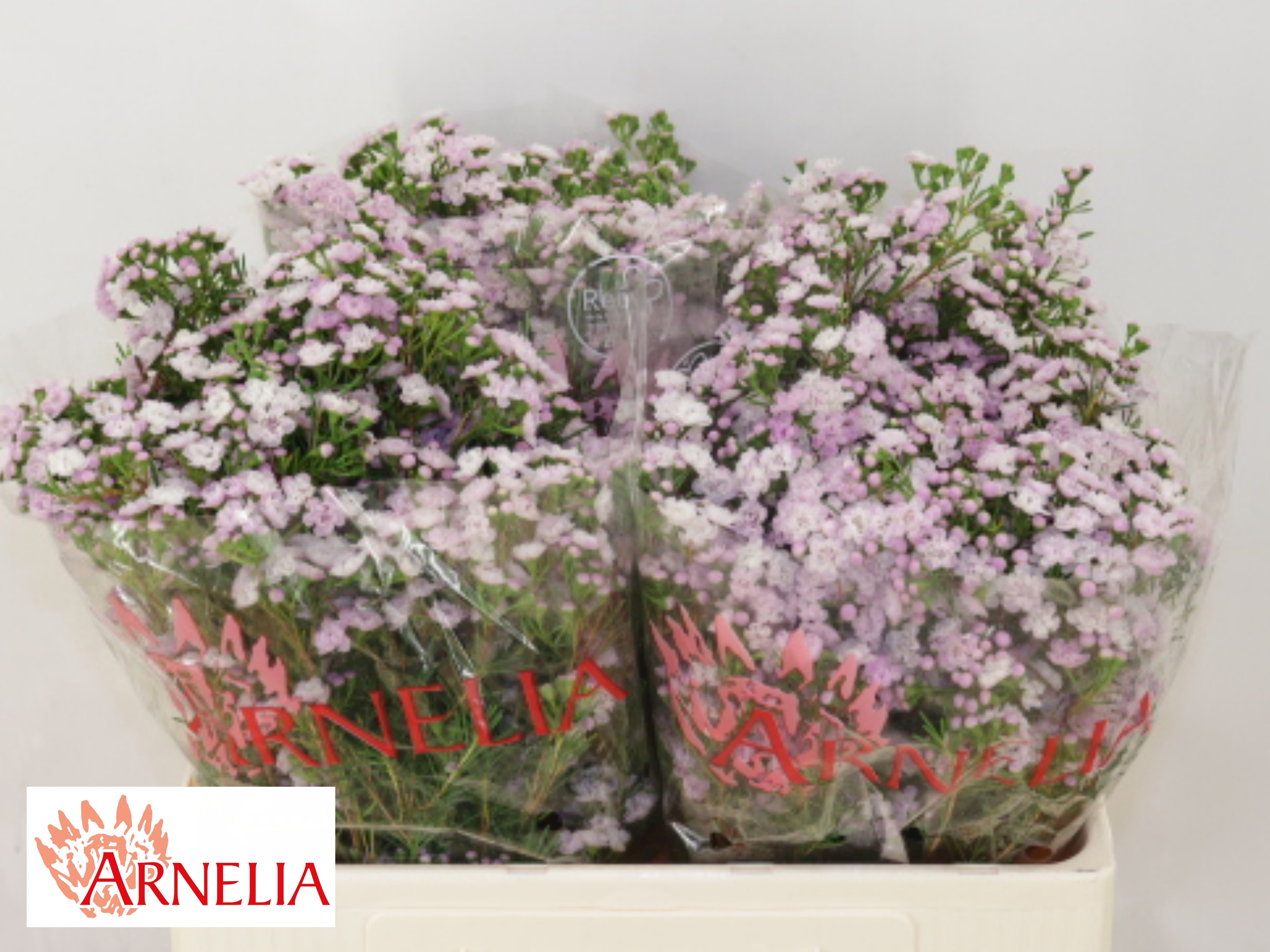 Chamelaucium Dancing Queen 50cm 25gram