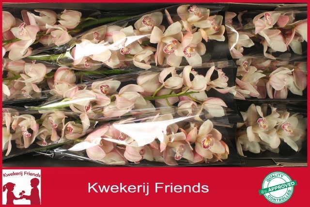 Cymbidium Summer Magic Pink 8/11bl