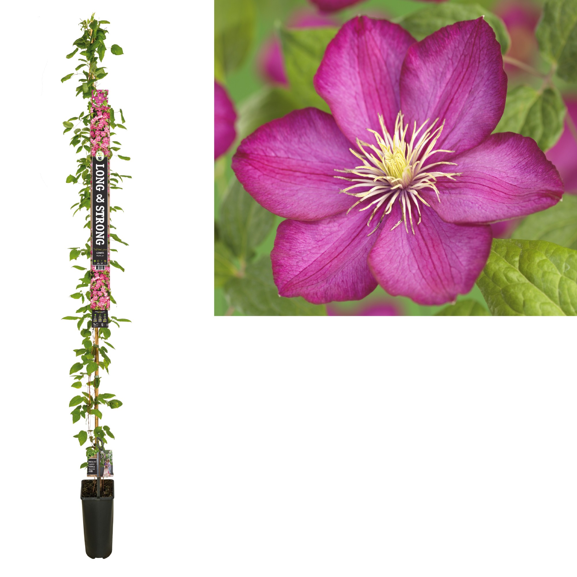 Picture of Clematis Ville de Lyon +Long & strong label P23 (5 Ltr) 210cm