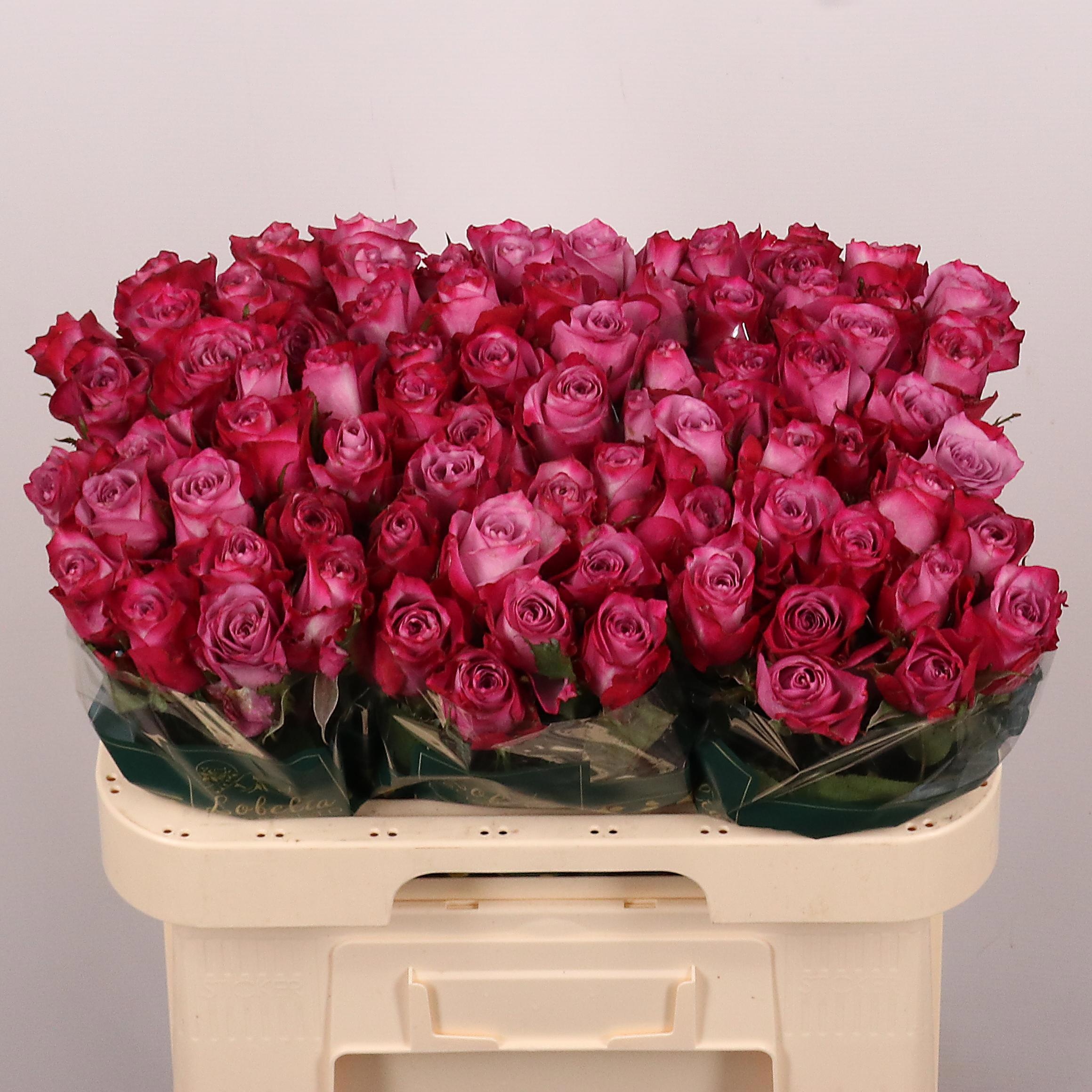 Rosa Deep Purple 60cm