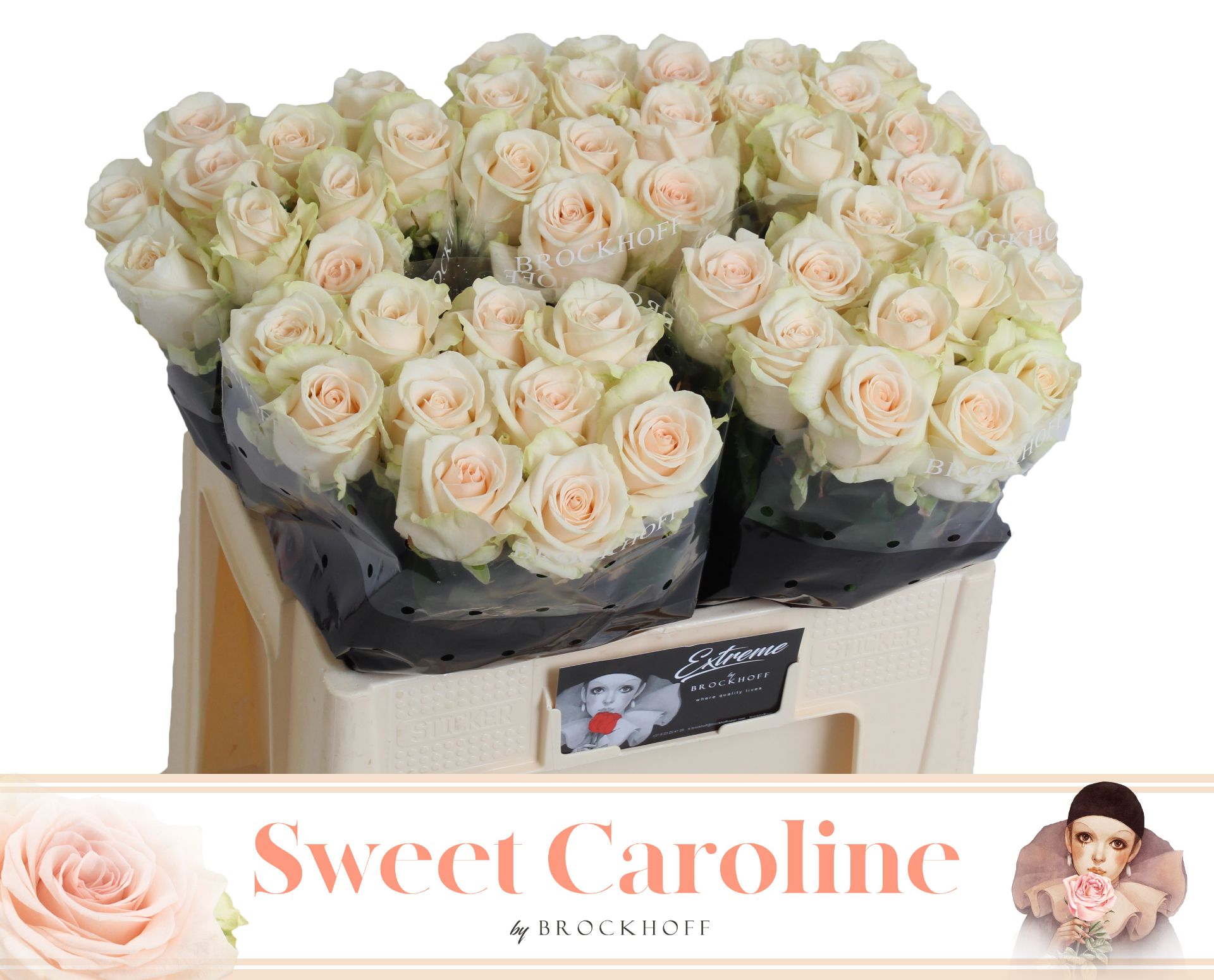 R Gr Sweet Caroline
