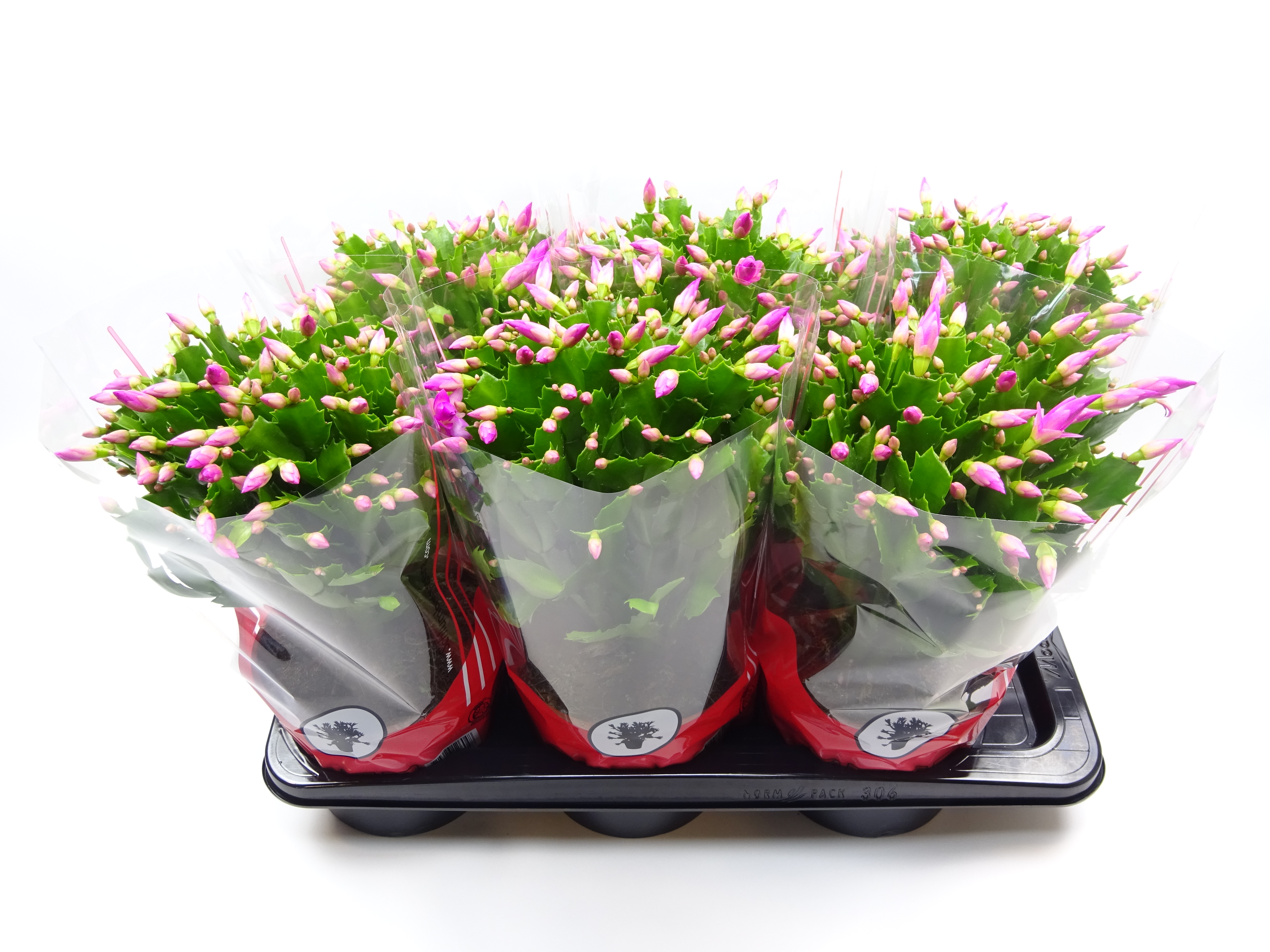 Picture of Schlumbergera truncata Pink P17 35CM