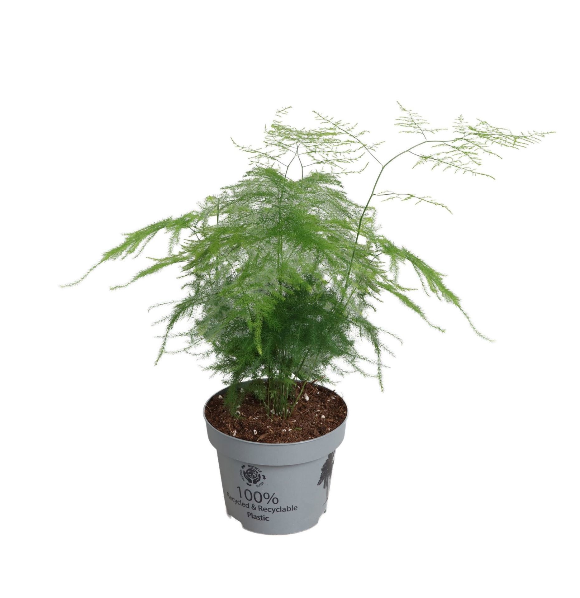Asparagus Plumosus