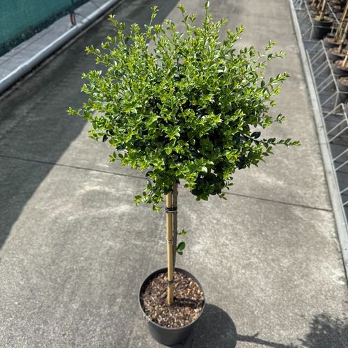 Ligustrum delavayanum C3 p19 B&B