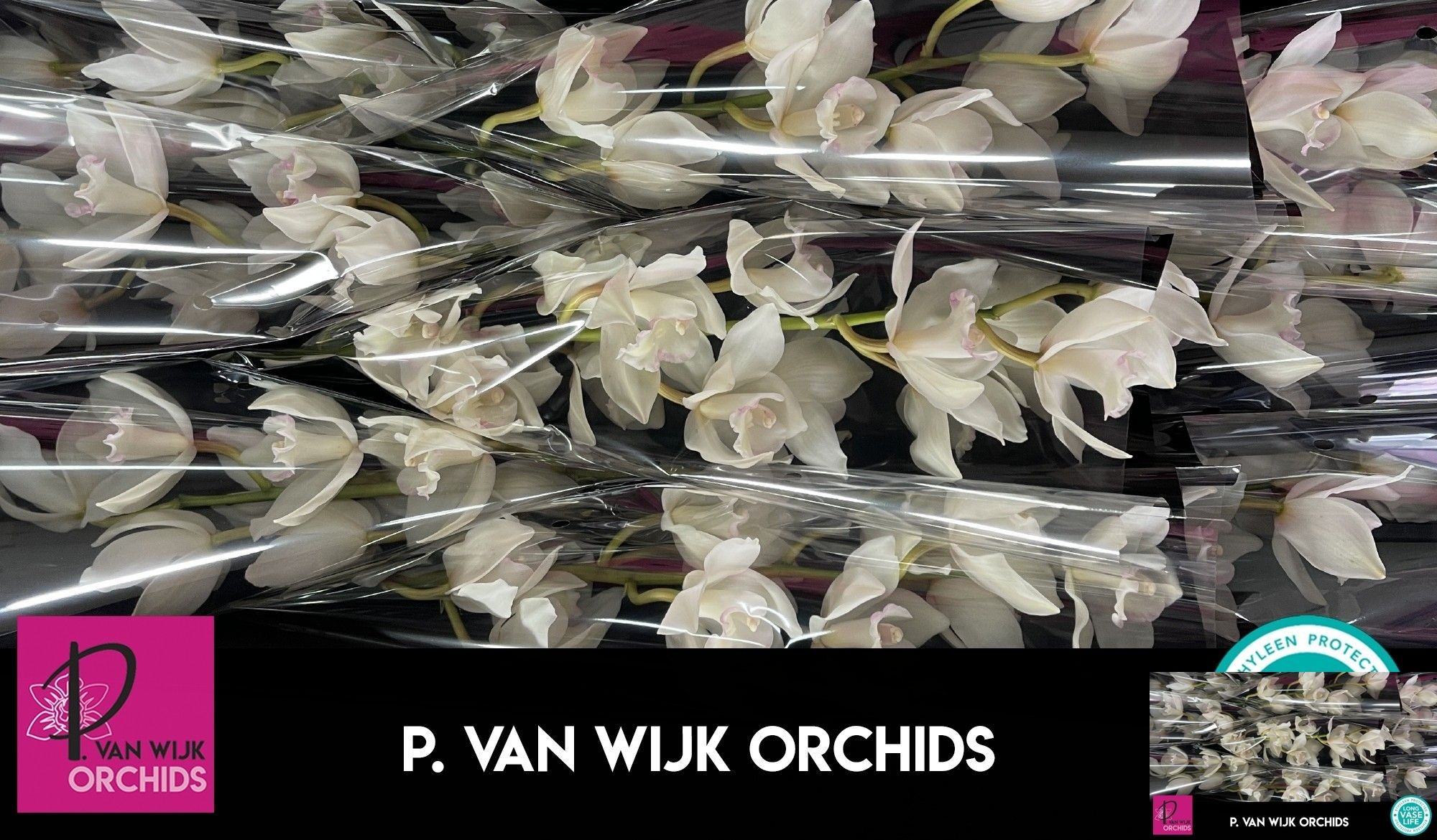 Cymbidium Snowcastle 8/11bl