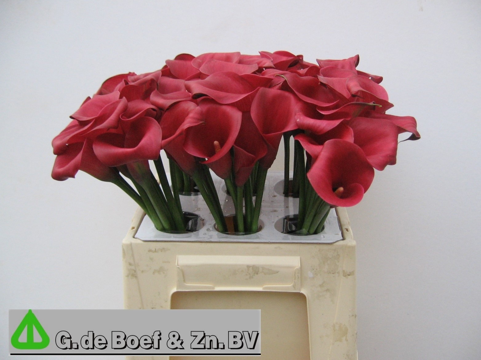 Calla Nashville 40cm
