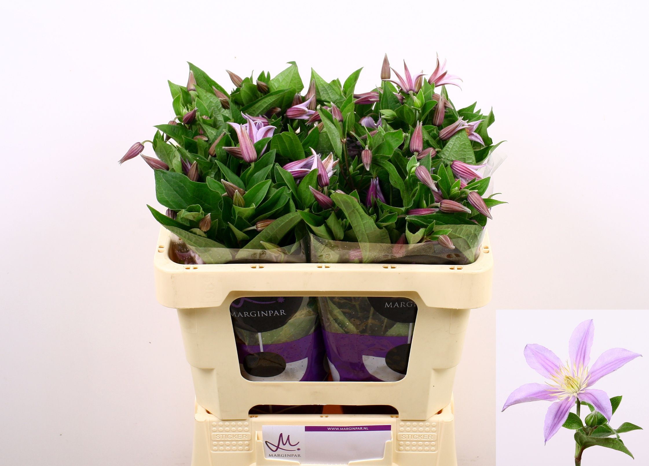Clematis Star River 50cm