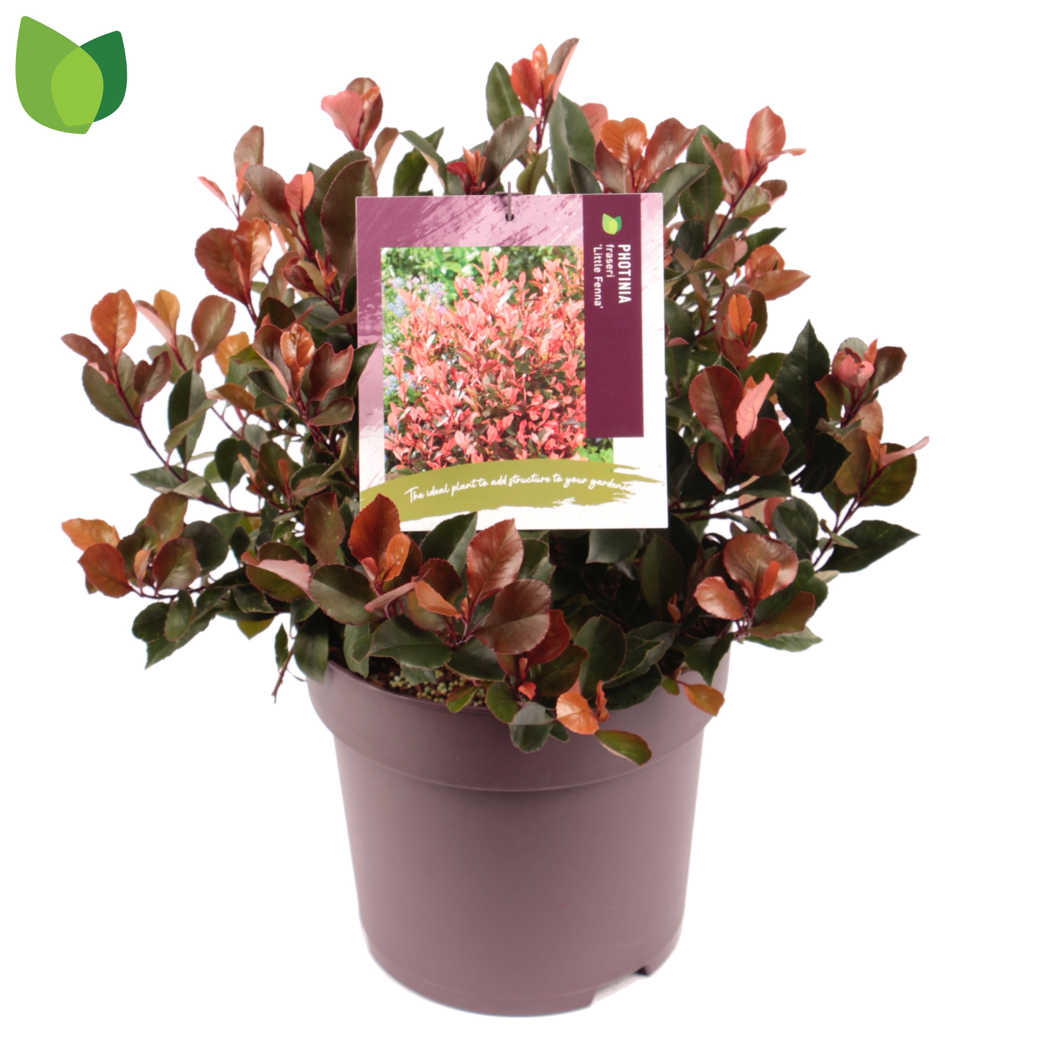 Picture of Photinia fras. Little Fenna P29 (10 Ltr) (LOOSE)