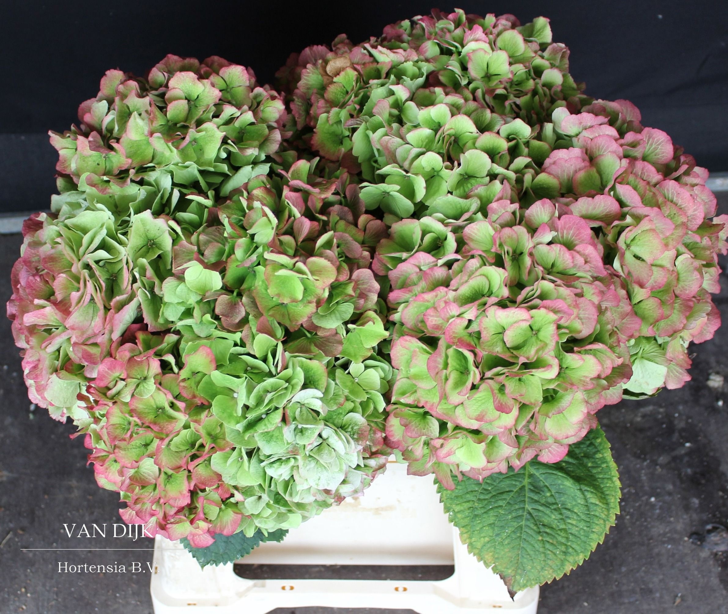 Hydrangea Verena Classic Pink 40cm 19Ø
