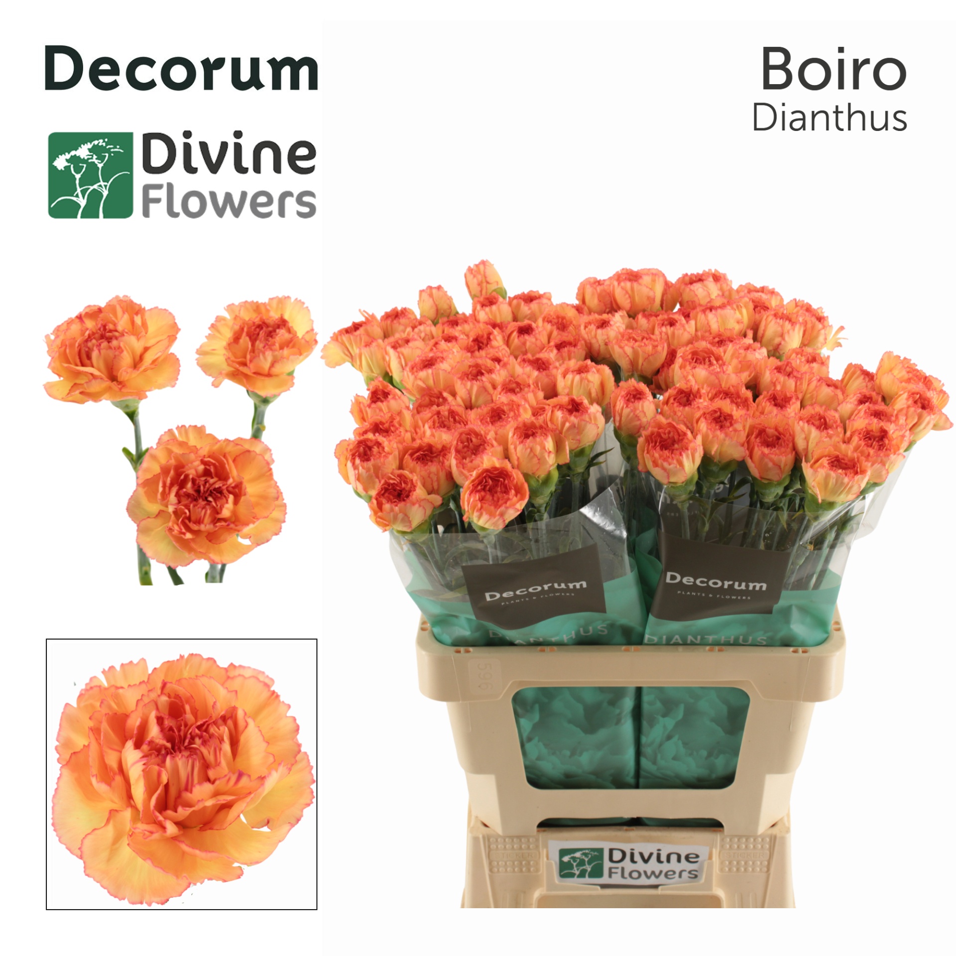 Dianthus Boiro 60cm