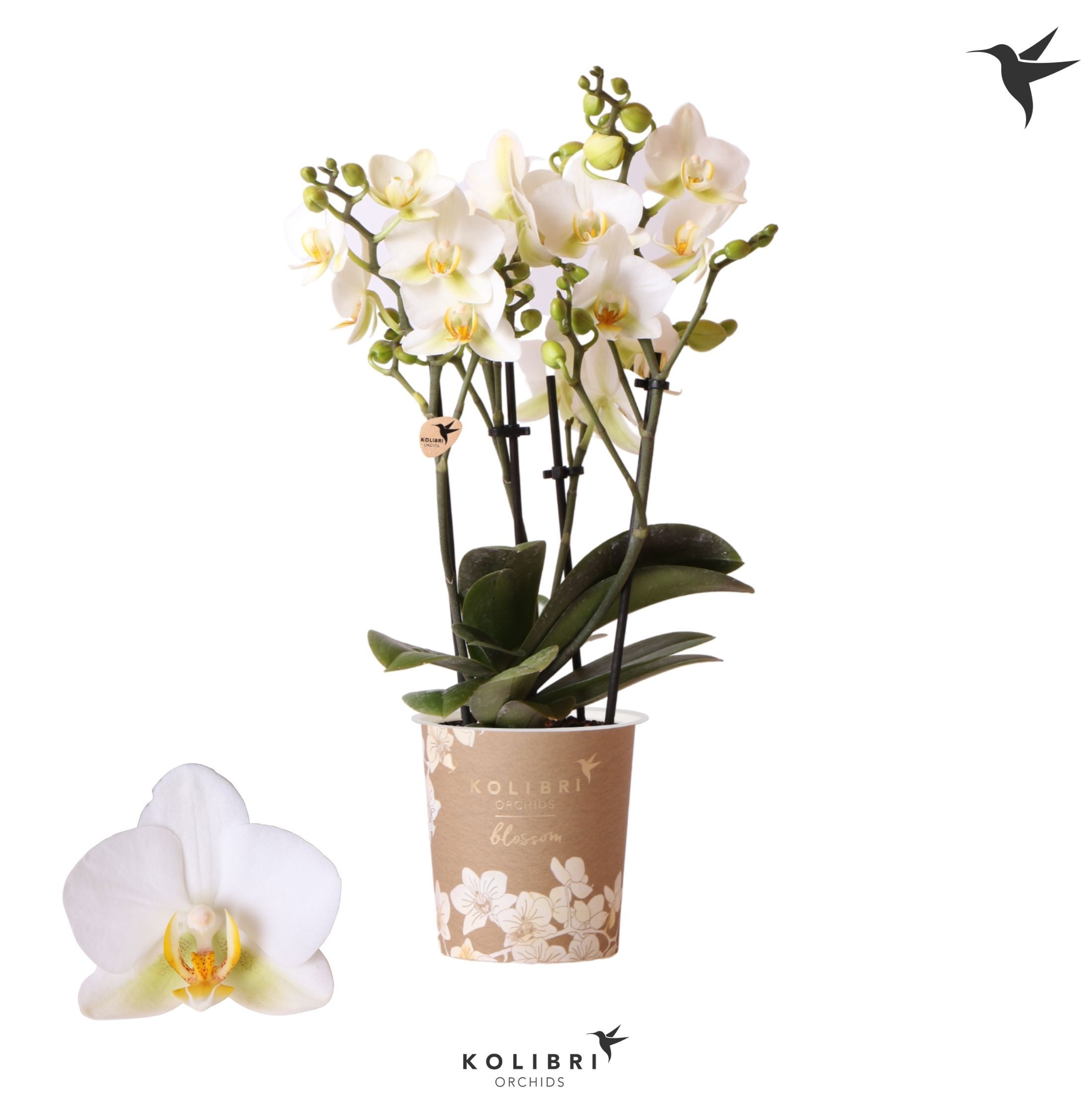 Phalaenopsis Kolibri Orchids Phalaenopsis Blossom Lausanne 4spike