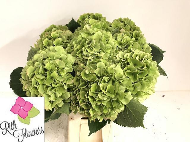Hydrangea Elbtal Classic Pink 60cm 22Ø