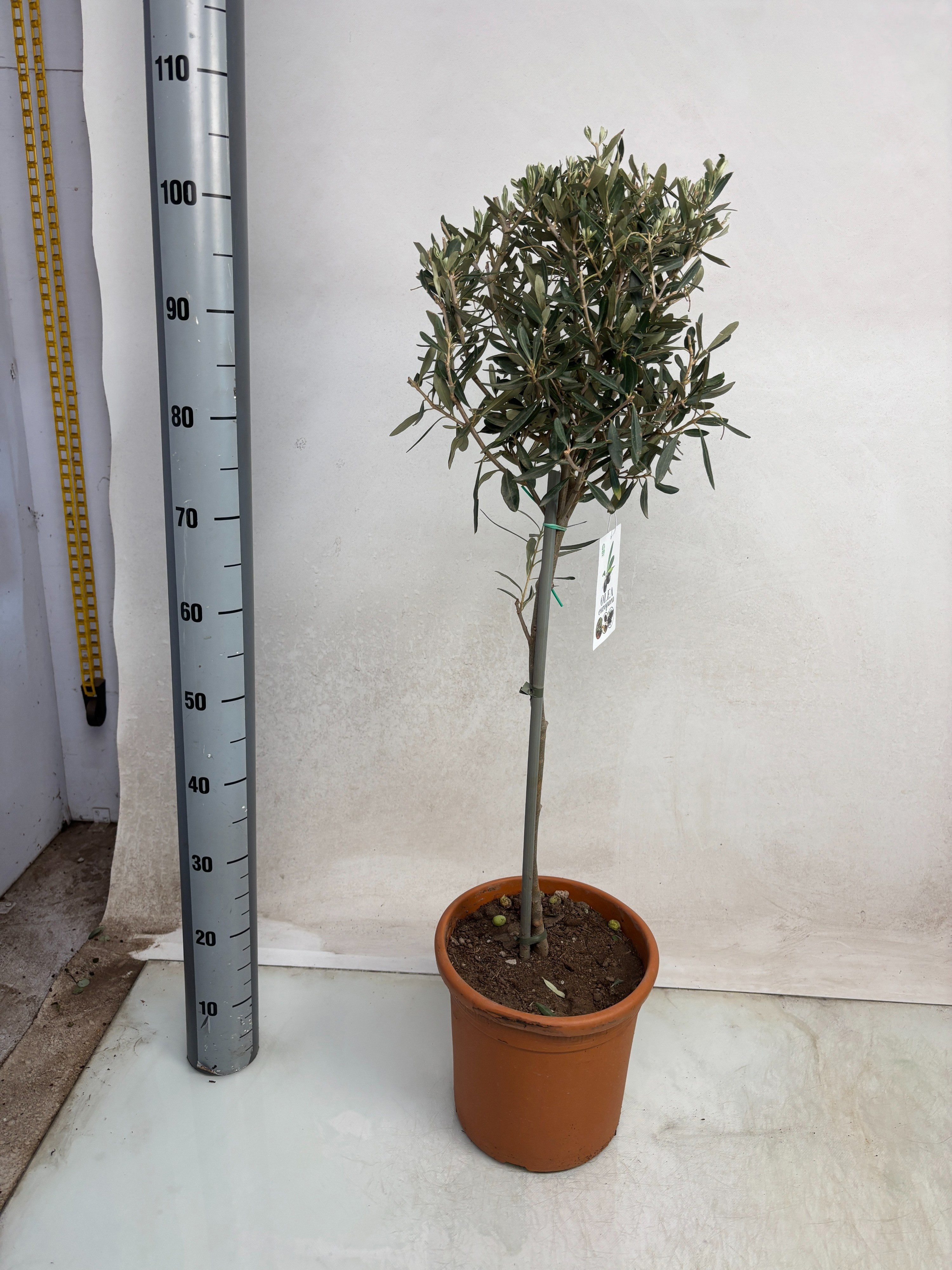 Olea Europaea 24Ø 110cm