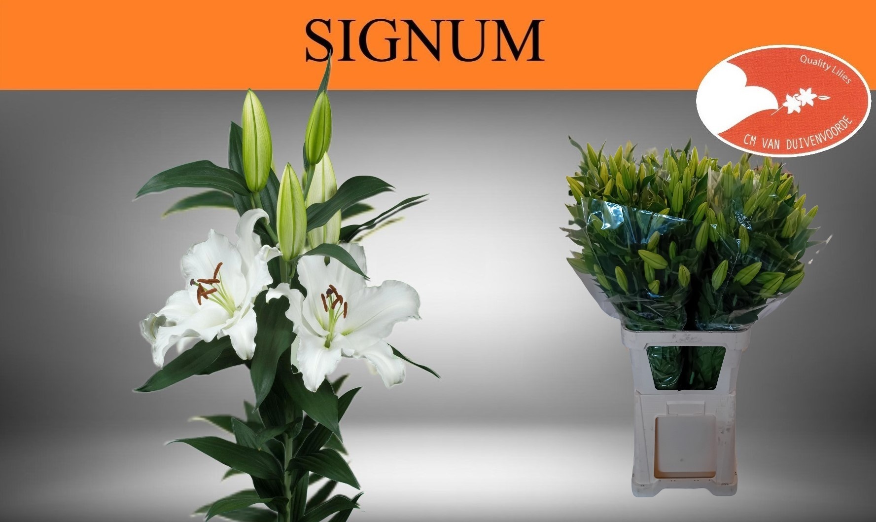 Li Or Signum