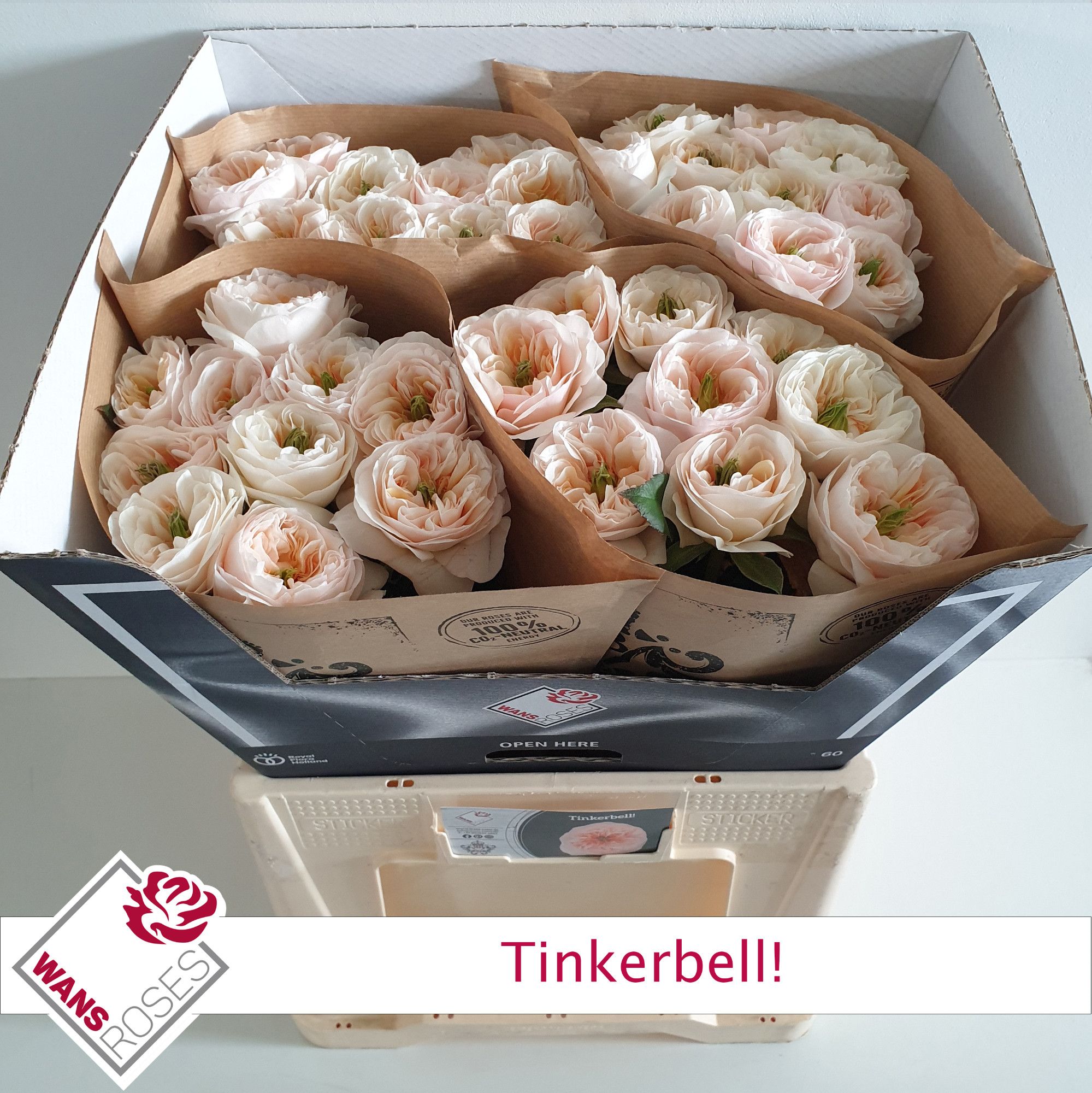 Rosa Garden Tinkerbell! 60cm
