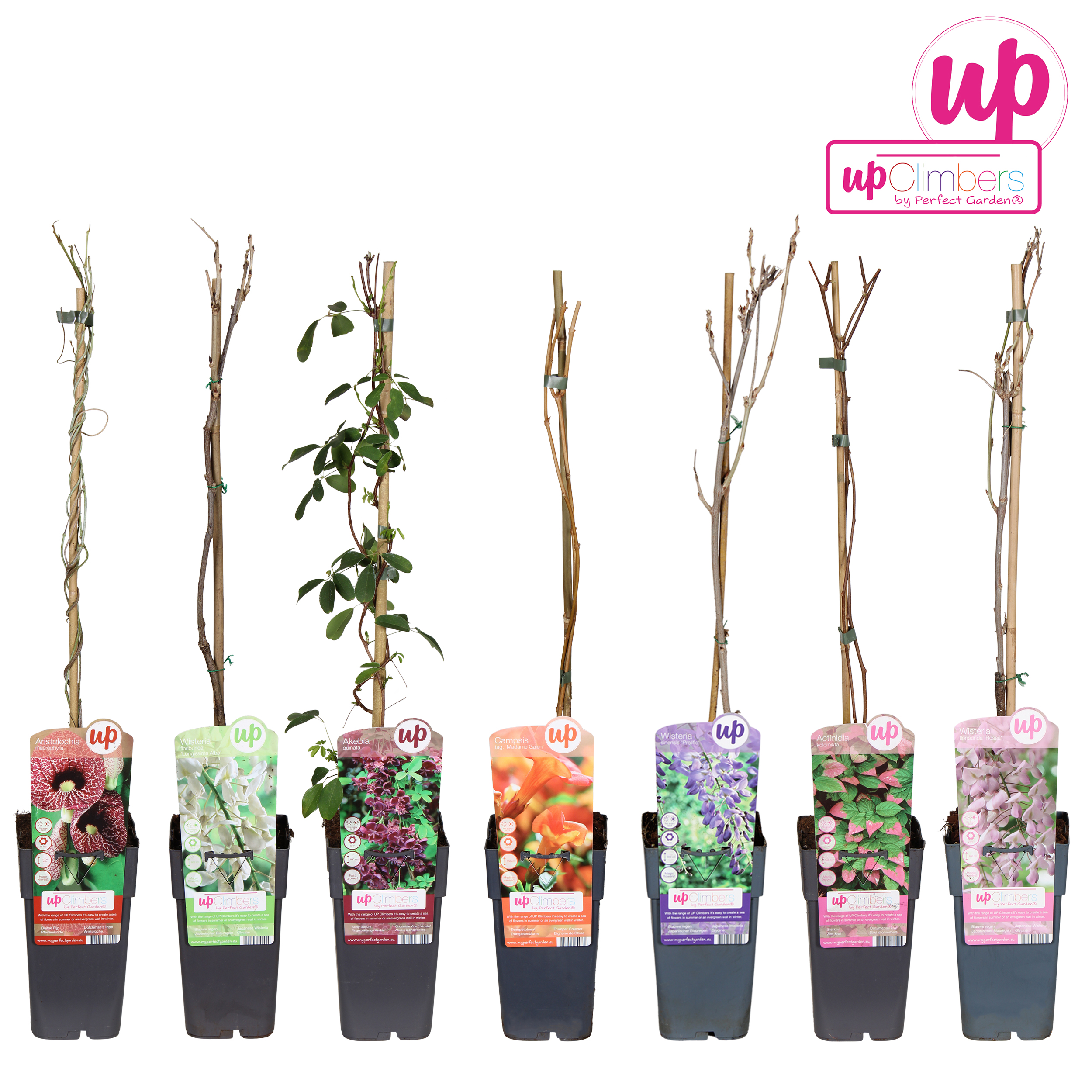 Picture of Klimplanten mix shelve exclusive P15